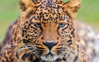 Картинка леопард, взгляд, panthera pardus, морда, красивый, усы, leopard, большая пятнистая кошка