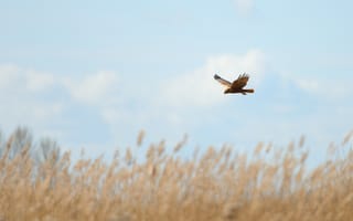 Картинка поле, небо, стебель, крылья, облака, живая природа, полет, болотный лунь