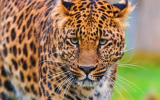 Обои леопард, стоит, пятнистый, морда, leopard, смотрит, panthera pardus, красивый