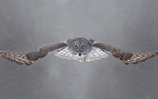 Картинка зима, глаза, открытые крылья, снег, крылья, сова, живая природа, полет