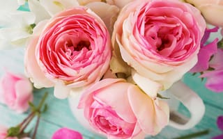 Картинка Розы, Розовый, Три, Крупным планом, Цветы