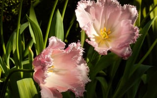 Картинка трава, цветы, весна, тюльпан, тюльпаны