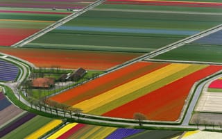 Картинка Поле, Тюльпаны, Нидерланды