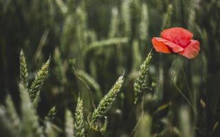 Картинка пшеница, поле, мак, зелено, лето, цветок, природа