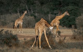 Обои африка, жираф, природа, саванна