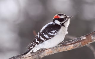 Картинка Bird, серый, ветка, размытость, блики, птица, пушистый дятел, woodpecker