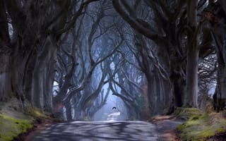 Картинка графство Антрим, дорога Bregagh Road, Баллимони, Северная Ирландия, птица, Темная аллея, деревья, дымка