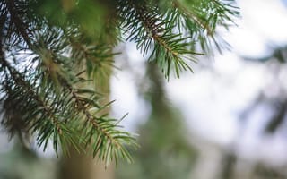 Картинка иголки, дерево, ботсад, ель