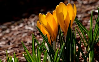Картинка Crocuses, petals, крокусы, весна, трава, spring, макро, yellow, желтые, лепестки