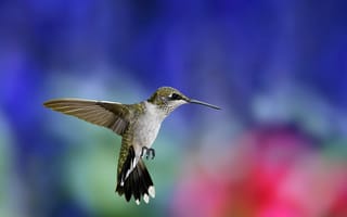 Картинка Hummingbird, размытость, взмах, колибри, птица, полет, птичка, крылья, разноцветный