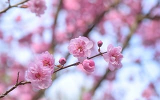 Картинка деревья, весна, цветение, слива