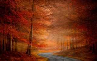 Обои дорога, деревья, природа, осень