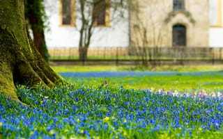 Картинка поляна, замок, scilla flowers, цветы, castle