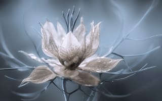 Картинка Nigella Damascena, природа, цветок, макро
