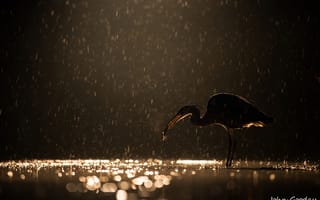 Картинка ночь, дождь, вечер, улов, птица, блики, серая цапля