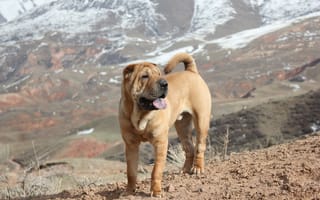Картинка собаки, весна, шарпей, горы