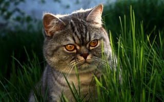 Картинка британец, глаза, морда, трава, кот
