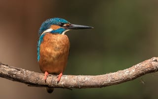 Картинка kingfisher, обыкновенный зимородок, alcedo atthis, ветка, птица