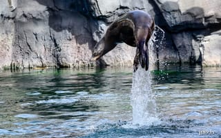 Картинка вода, прыжок, брызги, калифорнийский морской лев