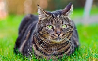 Картинка Кошка, кот, трава, табби, полосатый