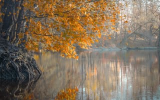 Обои утро, река, туман, деревья, листья, осень