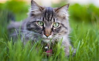 Картинка cat, трава, киска, цветы, кошка, кот, котенок, киса, котэ