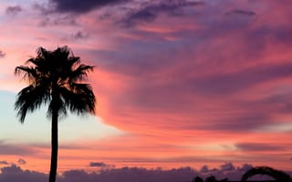 Картинка Sunset, Tenerife, розовый, облака, небо, закат, пальма, краски, Тенерифе