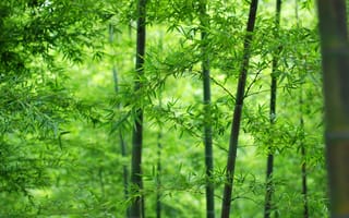 Картинка лес, бамбук, листья, ствол