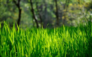 Картинка трава, боке, зеленая, весна-лето