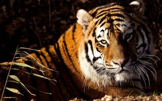 Картинка тигр, морда, лежит, взгляд, panthera tigris, tiger
