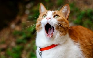 Обои Кот, зевает, ginger, cat, yawns, рыжий
