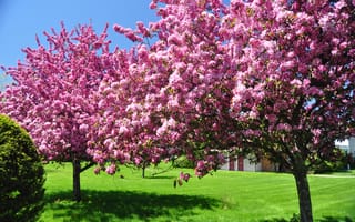 Обои деревья, небо, цветы, цветут, цветущие, природа, в цвету, красота, сад, цветение, весна