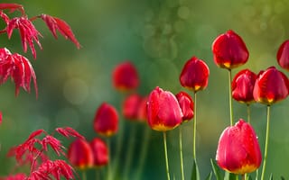 Картинка Acer, природа, tulips