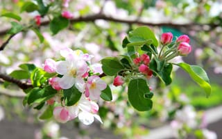 Картинка цветы, красота, май, Весна, яблоня