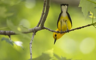 Картинка птичка, жёлтая, ветки, задом, листва, хвост