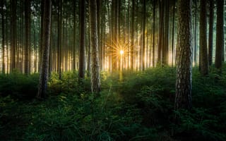 Обои лес, свет, деревья, лучи, солнце, природа