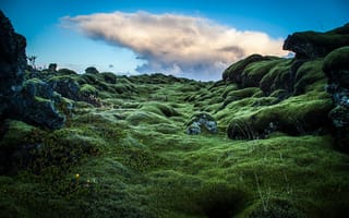 Обои photo, расстение, зеленые, Ирландия, photographer, мох, холмы, Andrés Nieto Porras