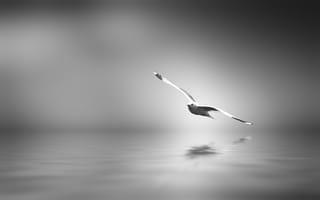 Картинка Спокойствие, черно-белое, птица, арт, размышление