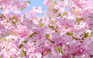 Картинка весна, цветение, солнце, сакура