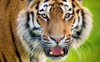 Обои тигр, морда, полоски, усы, смотрит, кошка, взгляд
