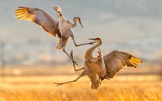 Картинка миграция, Sandhill Cranes, атака, птицы, природа