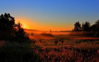 Картинка раннее утро, рассвет, туман, поляна, поле, деревья, лес, солнце, природа