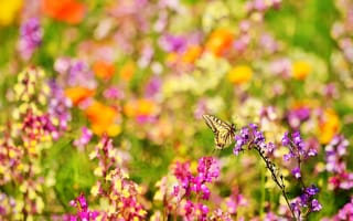 Картинка бабочка, природа, размытость, ярко, лето, насекомое, цветы, боке