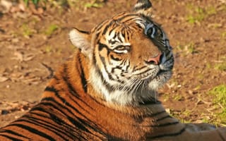 Картинка тигр, довольный взгляд, усы, морда, домашняя полосатая кошка