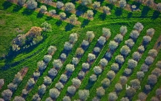 Картинка Мичиган, трава, панорама, США, деревья, вишневый сад, Мейсон Каунти, весна