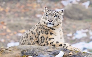 Картинка снежный барс, ирбис, хищник, морда, snow leopard, uncia uncia, взгляд