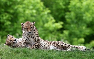 Обои гепарды, пара, кошки, отдых, хищники, зелень, трава, дикие, лежа