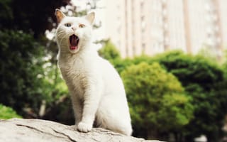 Картинка белый, кот, зевает, кошак