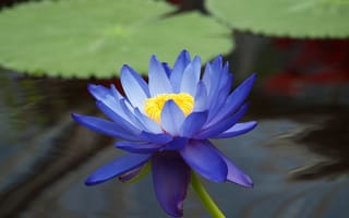 Картинка цветок, голубой, кувшинка, водяная лилия, пруд, листья, вода, лотос