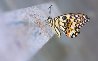 Картинка Lime Butterfly, макро, лимонный парусник демолей, бабочка
